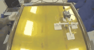 Gecko inchworm robot